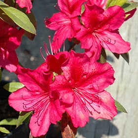 Azalea japonica 'Georg Arend's'